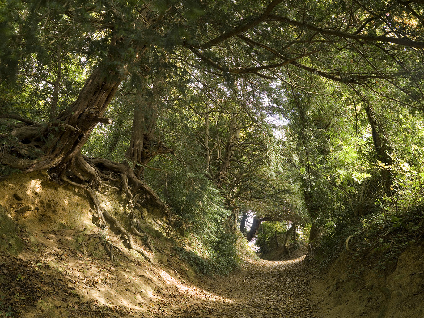 A path leads between earth banks topped with trees.