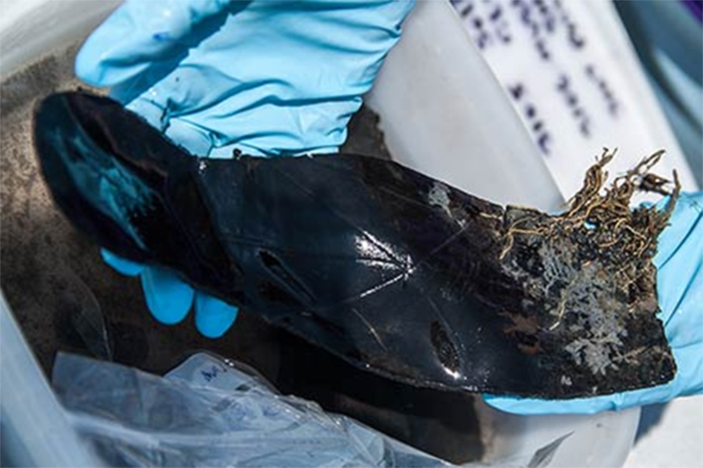 Blackened piece of wet leather being handled by a conservator wearing blue latex gloves