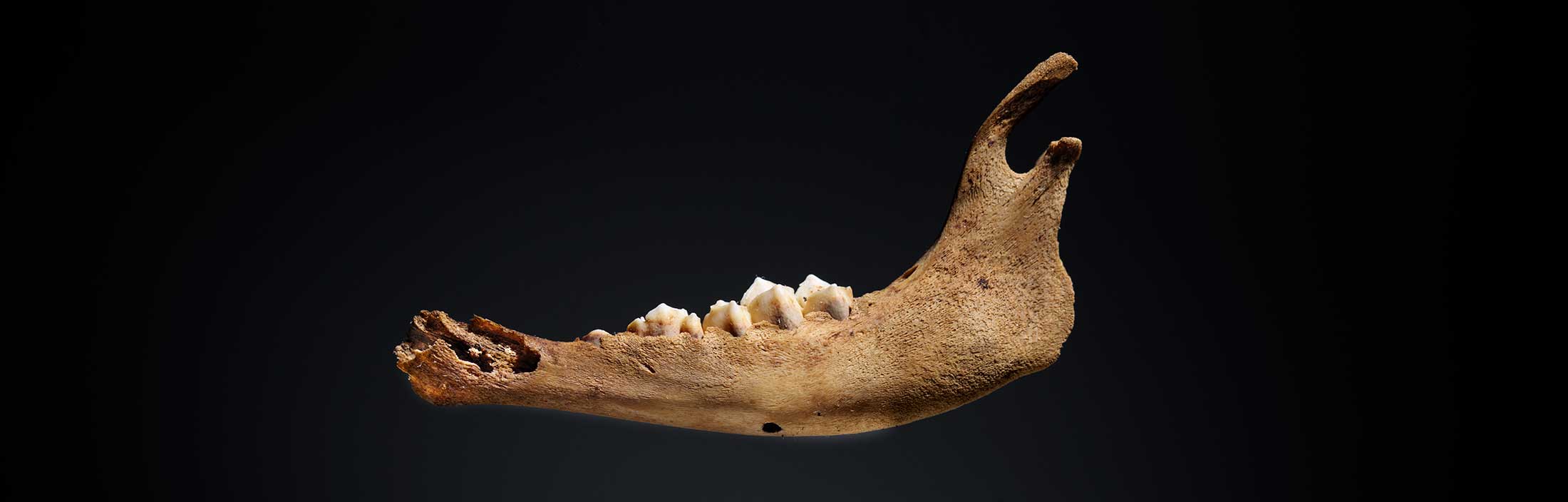 Photograph of very young lamb mandible.