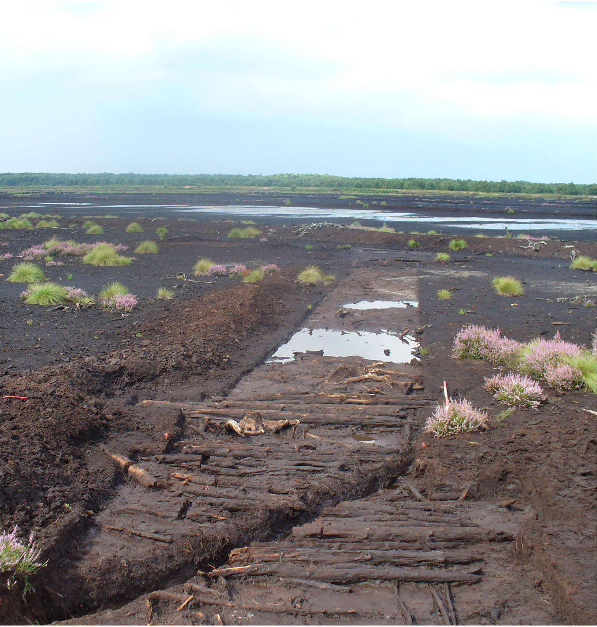 A well preserved wooden trackway being excavated in a peatland landscape.