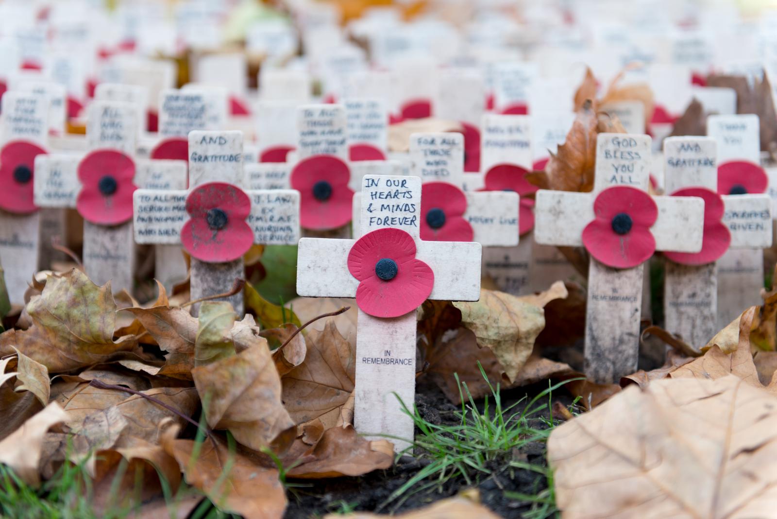 Hundreds of weathered remembrance crosses, each with a central poppy and hand-written message. Fallen autumn leaves are clustered in the foreground and visible amongst the ranks of the crosses.