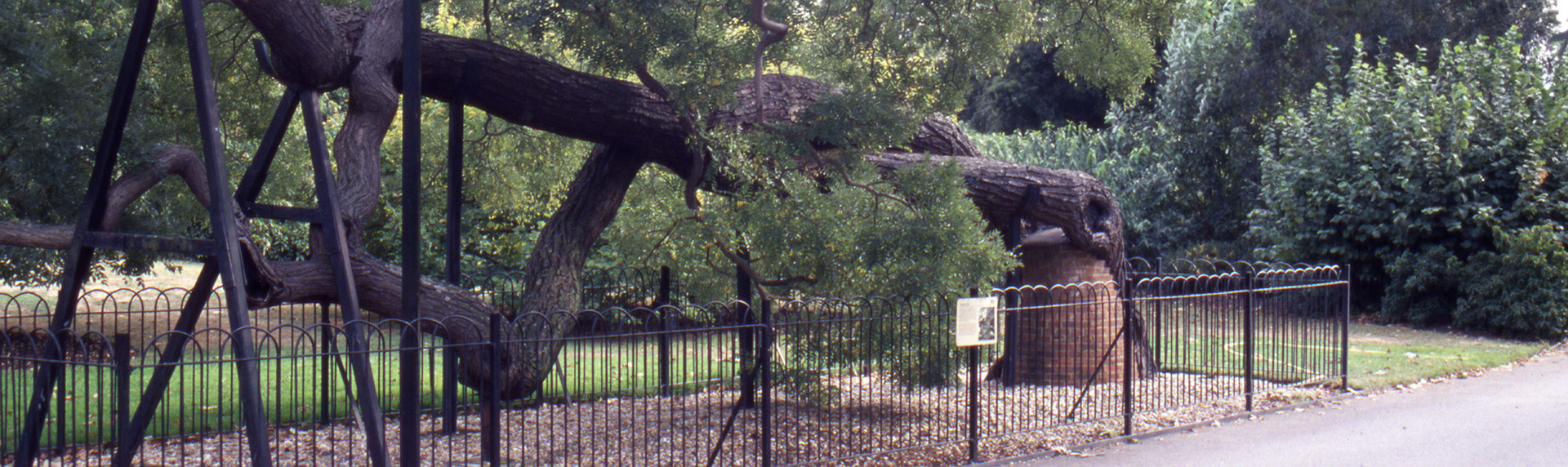 Tree propping at Kew Gardens, Surrey: Although a less favoured option for tree management, it may be considered necessary to allow important trees to be kep safe in well used public areas.