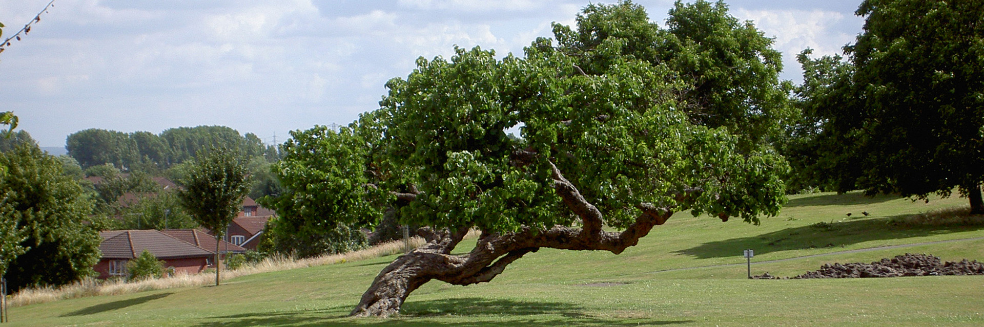 A veteran tree at Lesnes Abbey, Belvedere, London