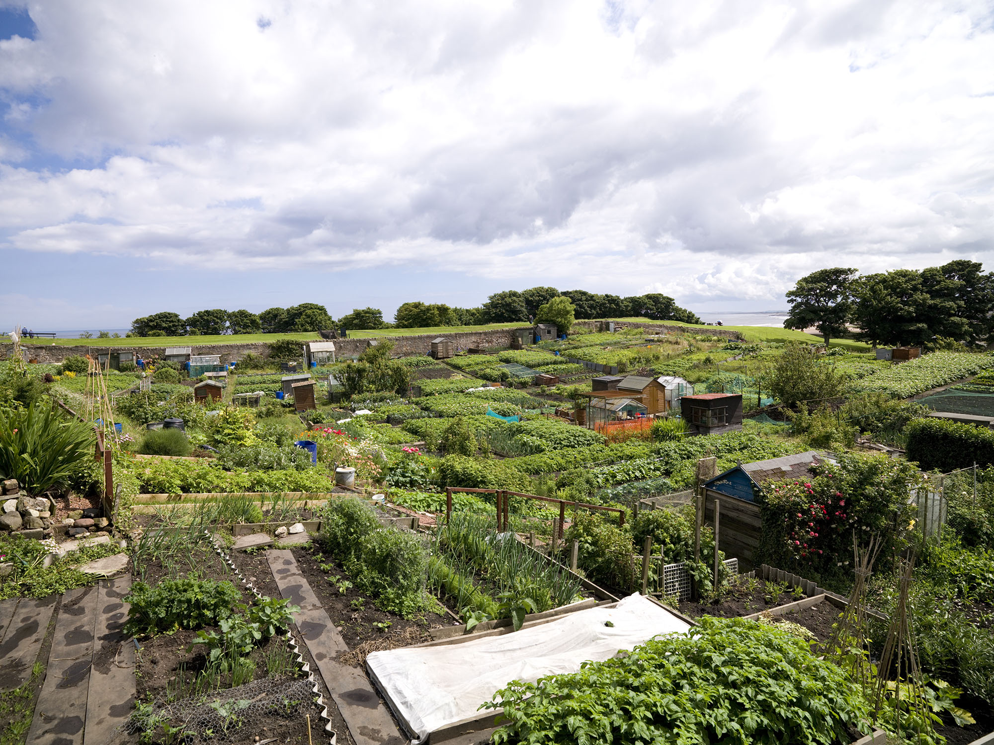 Allotments at Berwick-upon-Tweed in Northumberland