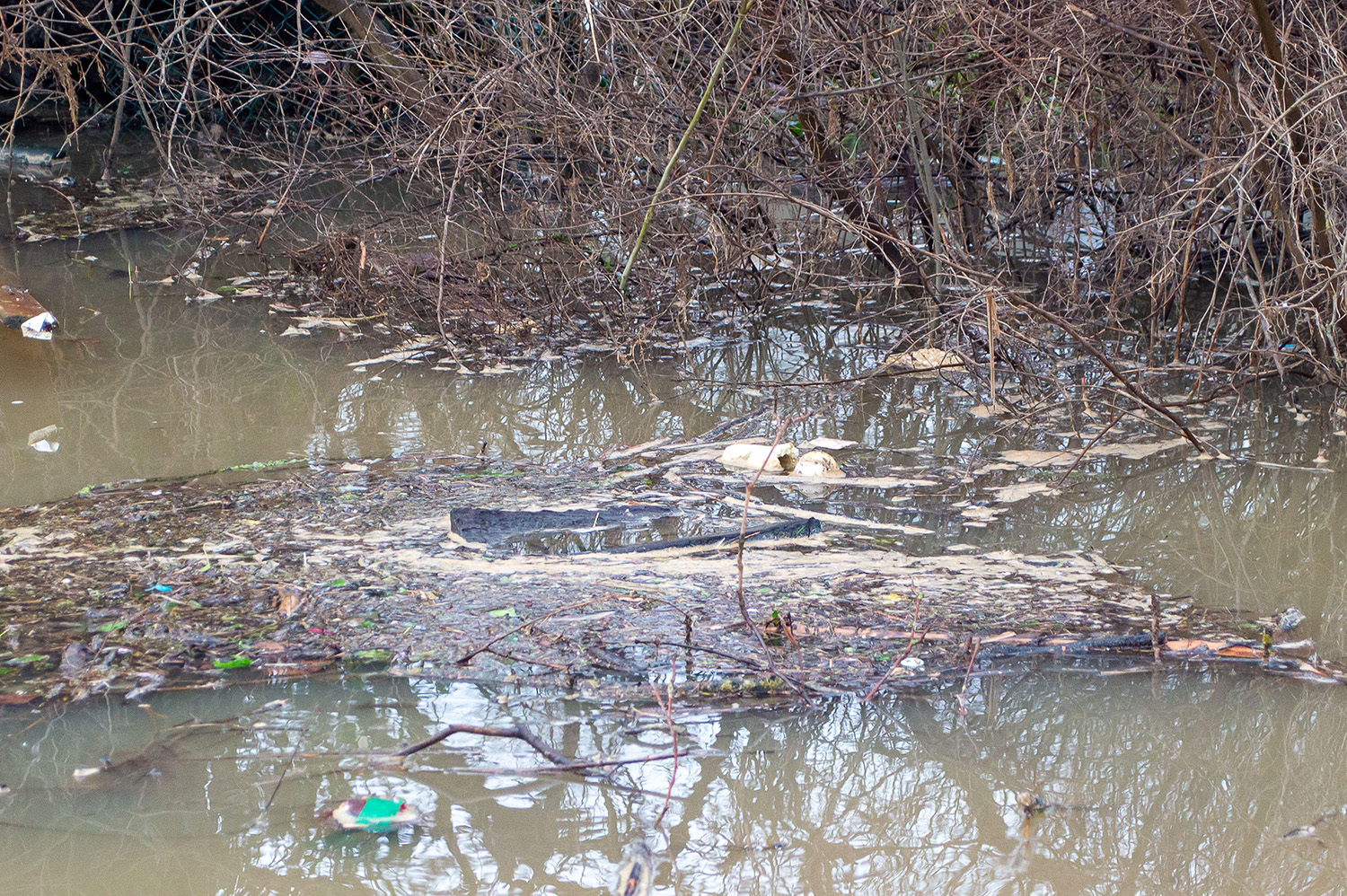 Rubbish and dead vegetation in dirty water.