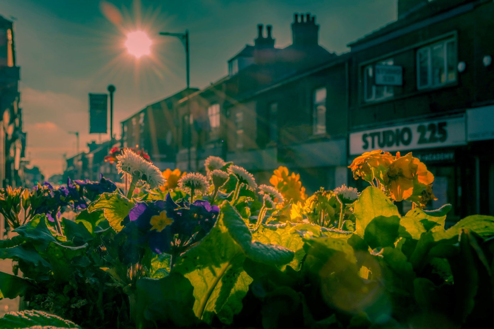 A low-angle photograph of flowers in a flower box backlit by the sun. A row of shops is visible in the background.