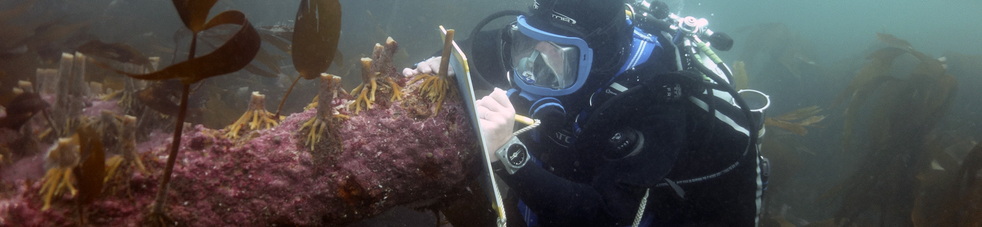 Diver recording cannon on a submerged wreck