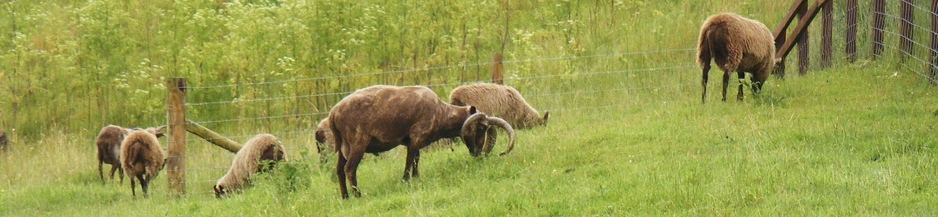 Photograph of 5 sheep eating grass next to a wire fence with wooden posts 