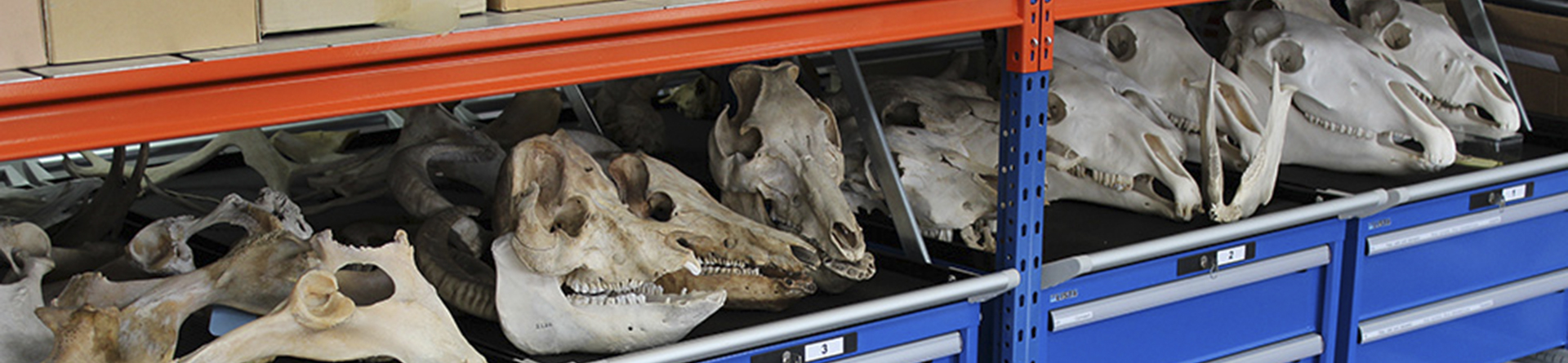Photograph of animal skulls and other bones
