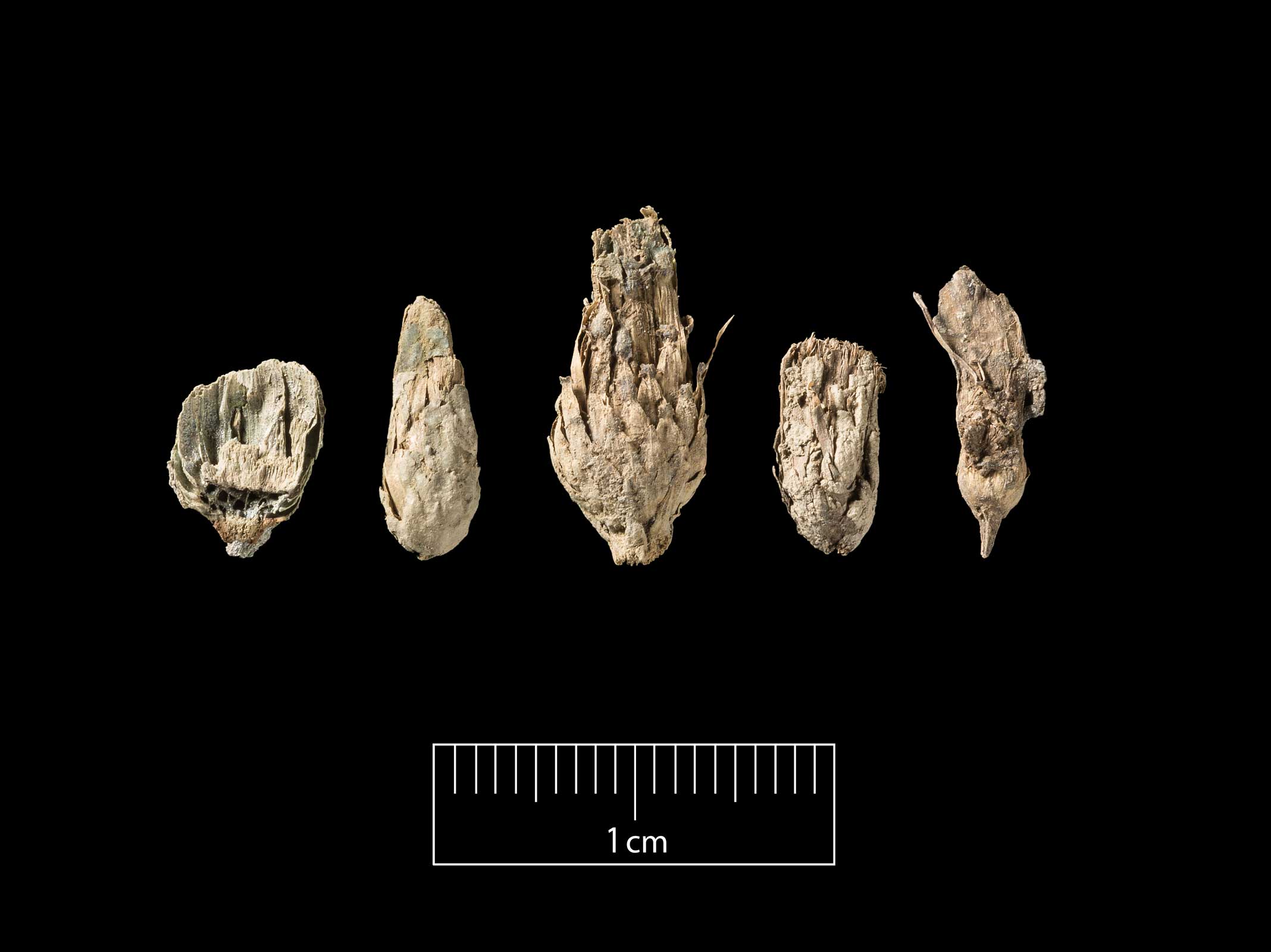 Archaeobotanical remains