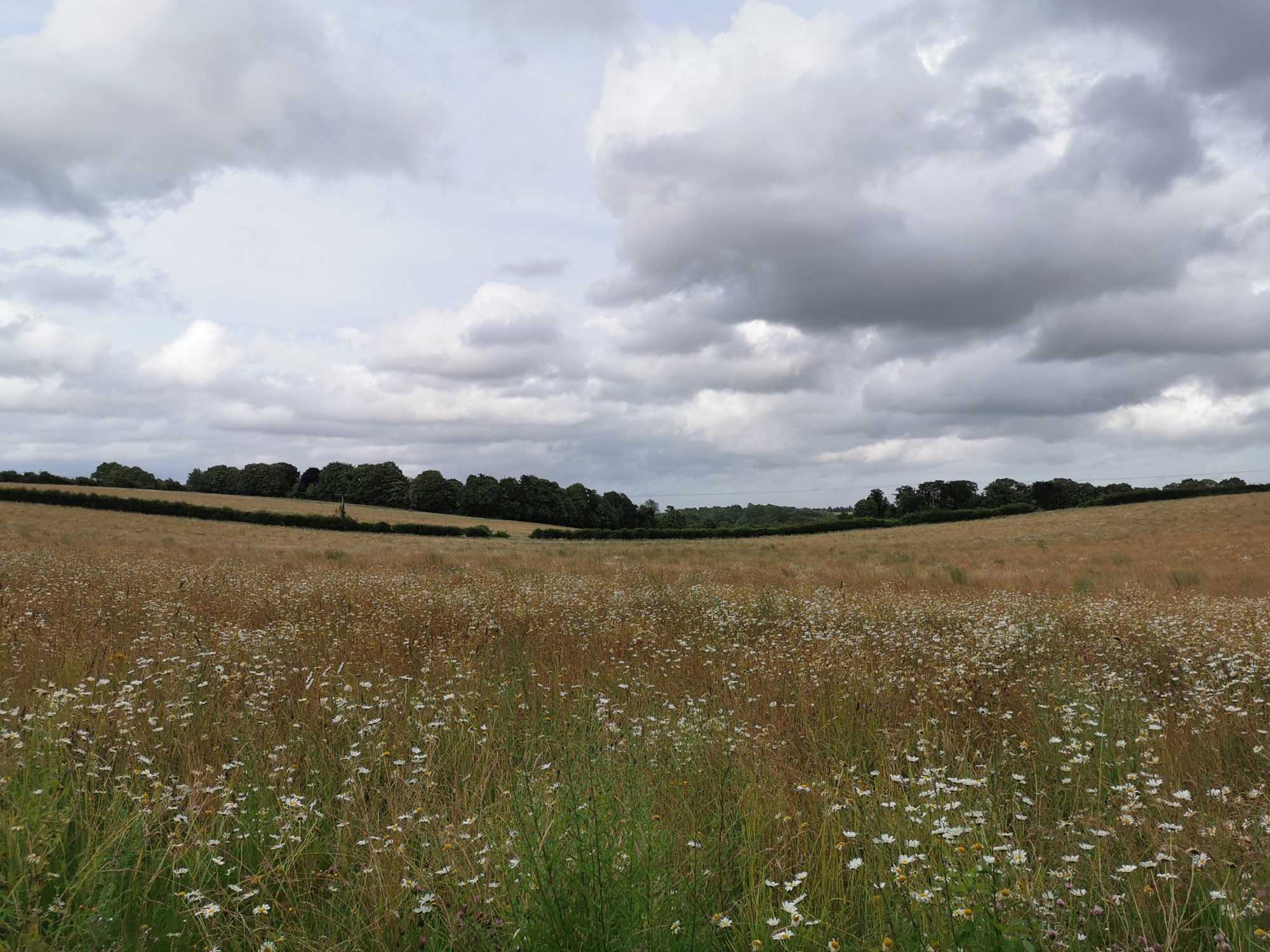 View across a meadow with woods in the background.