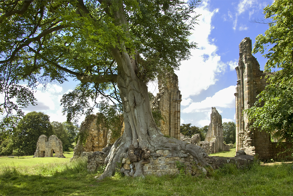 A large tree with roots growing over stonework, and ruins in the background.