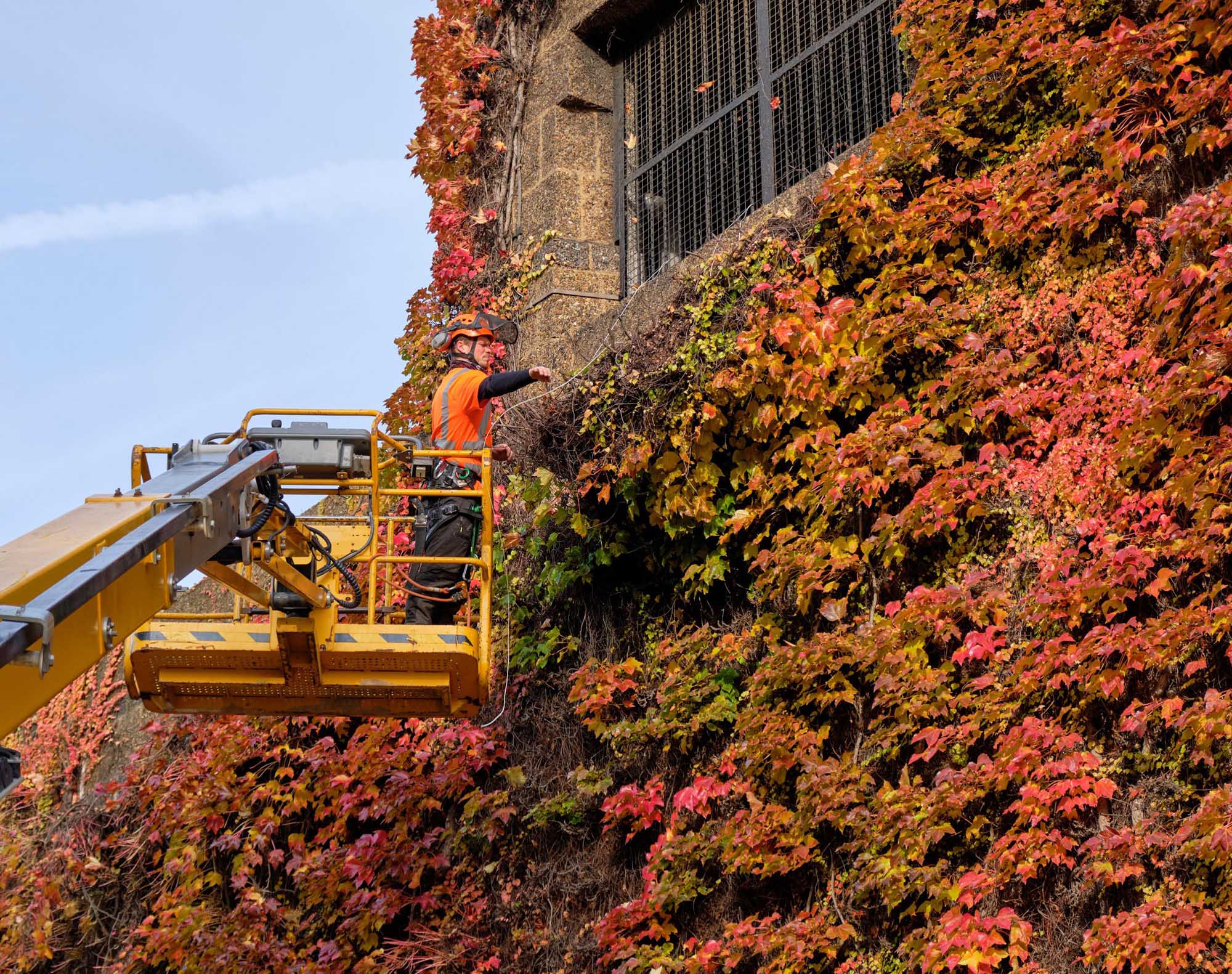 Employee on a cherry picker clearing autumn coloured Boston Ivy off the Admiralty Citadel walls on a sunny day.