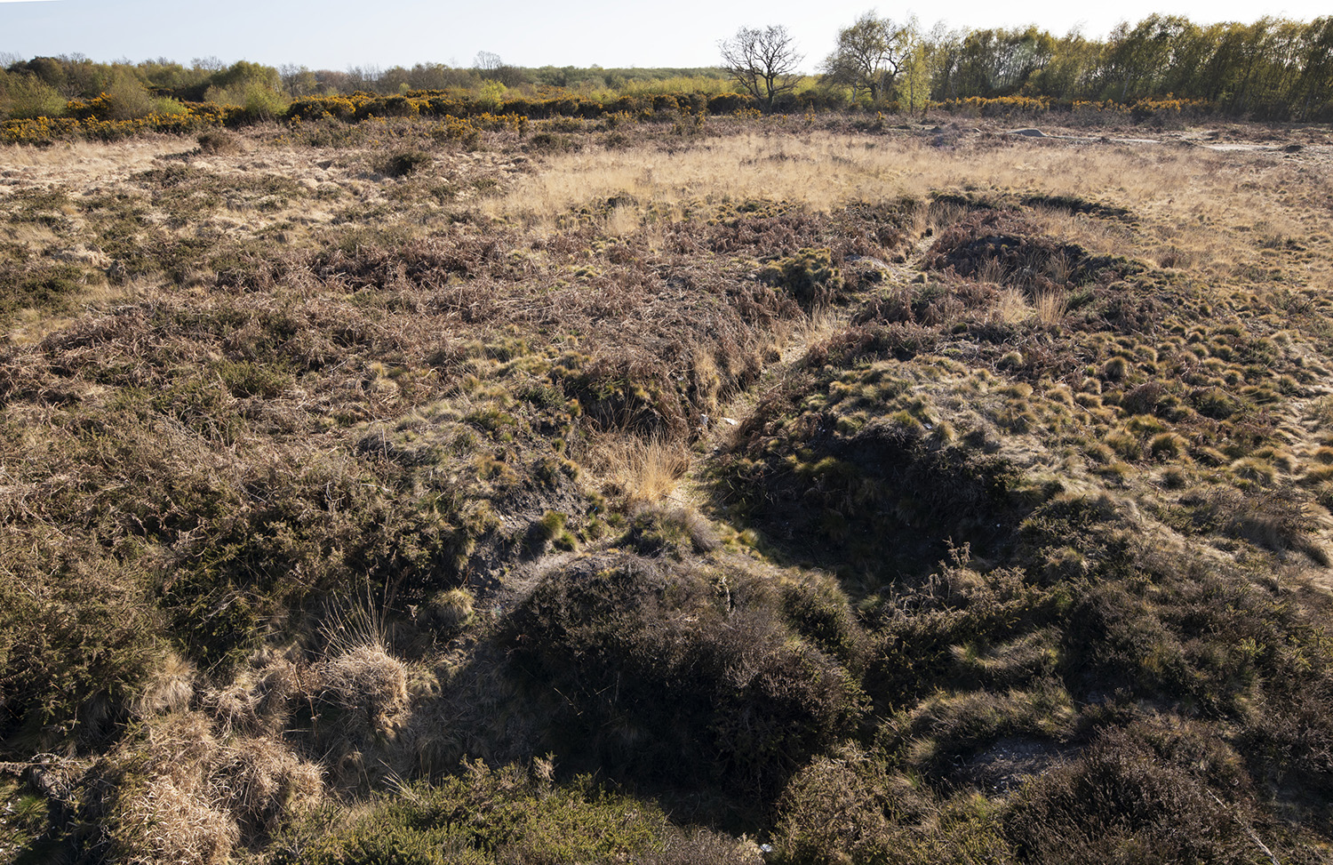 Heather growing on heathland with gorse and trees in the background.