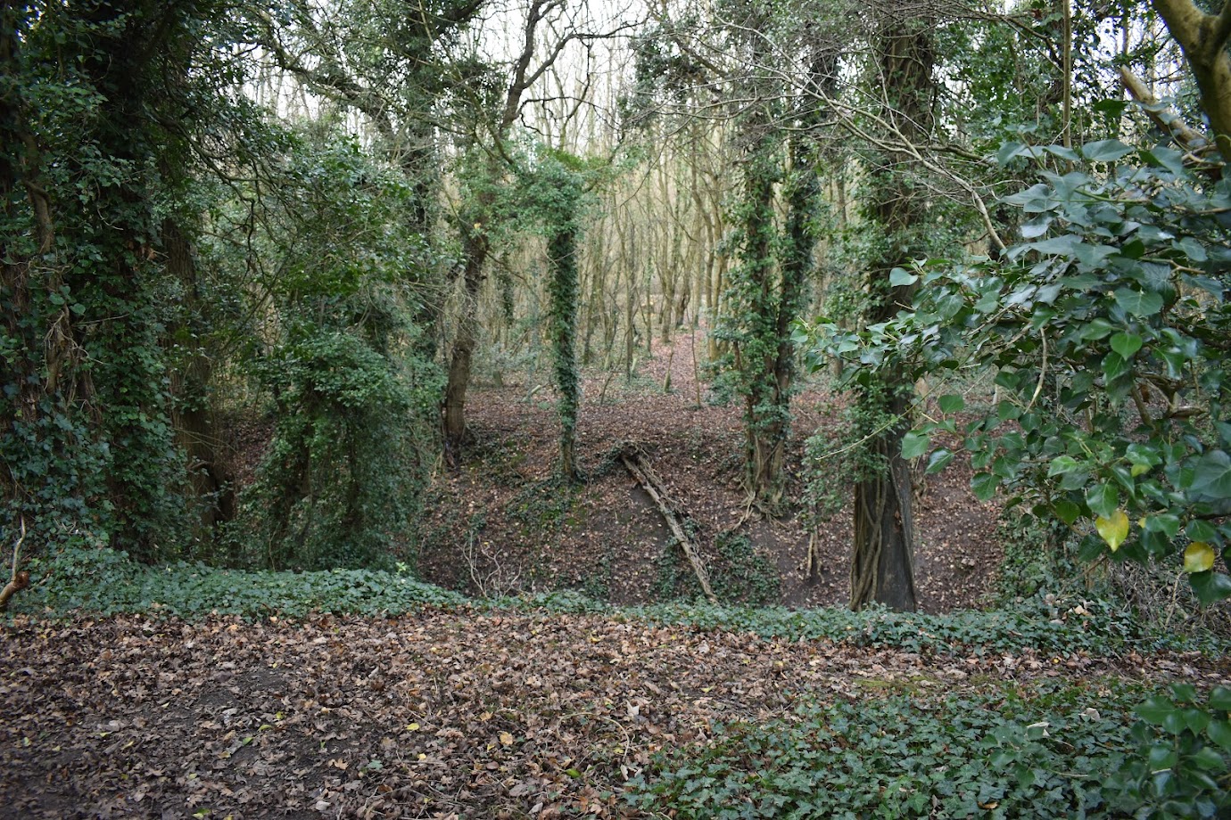 An undulating bank with trees throughout.