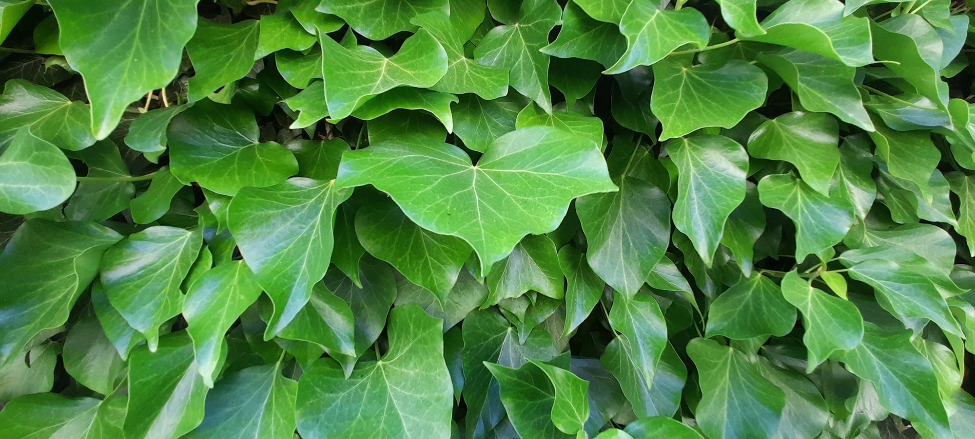 Dense, glossy, three-lobed green leaves.
