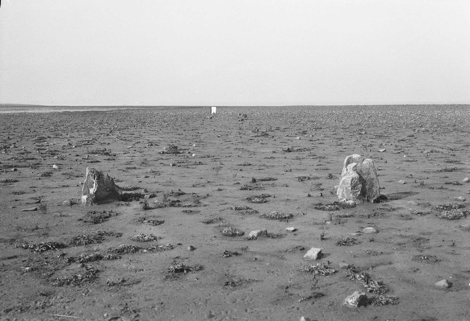Image of the Yelland stone row on Isley Marsh in 1953.