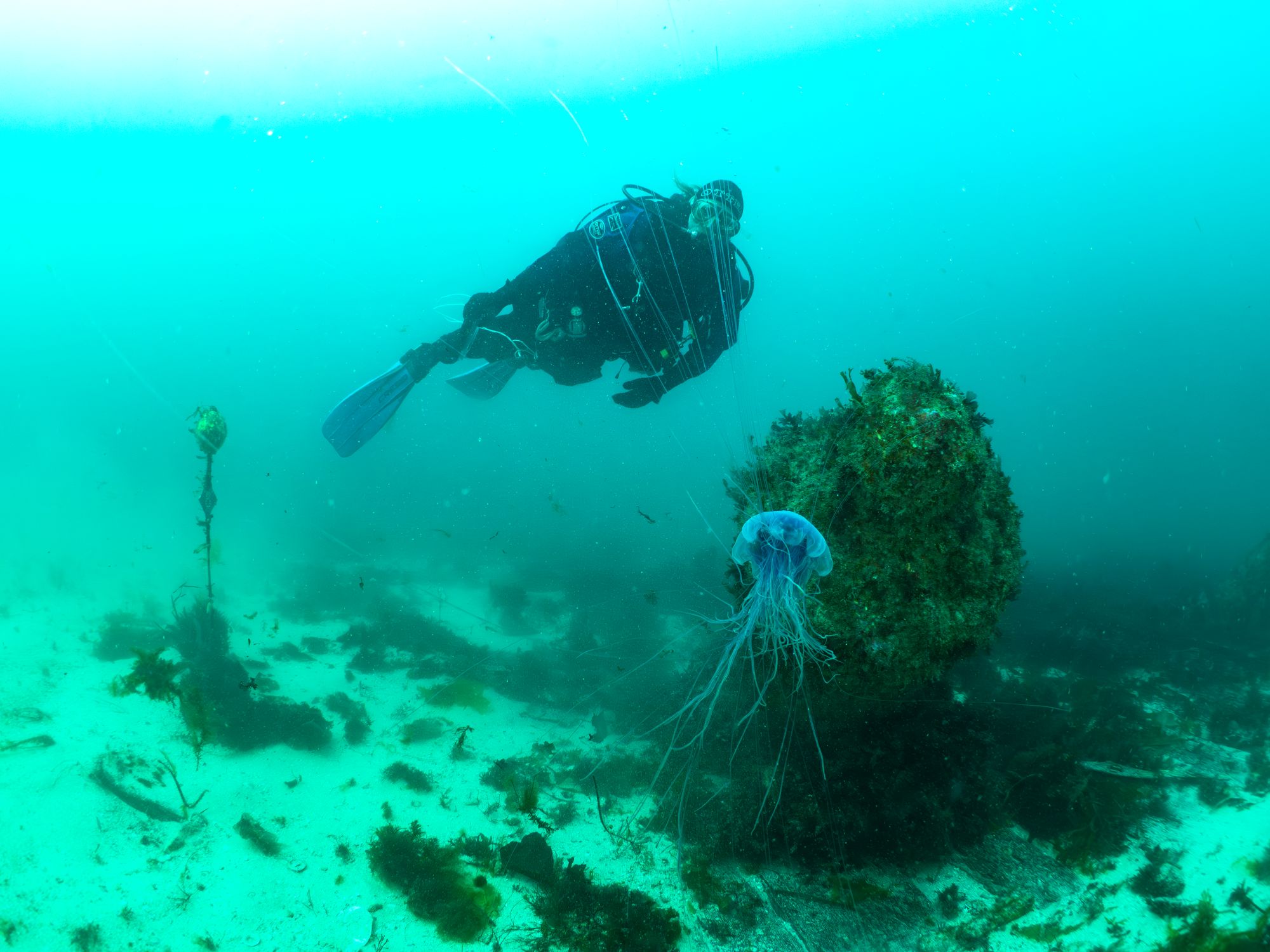 An underwater diver, swimming through the sea, next to shipwreck with a blue jellyfish swimming in front of the camera.