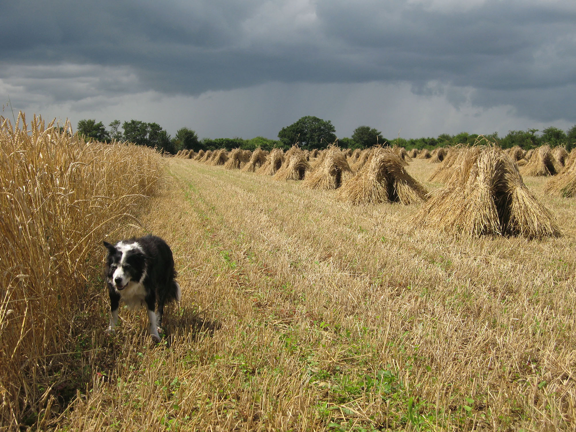 Image of harvesting in a field with rain clouds above.