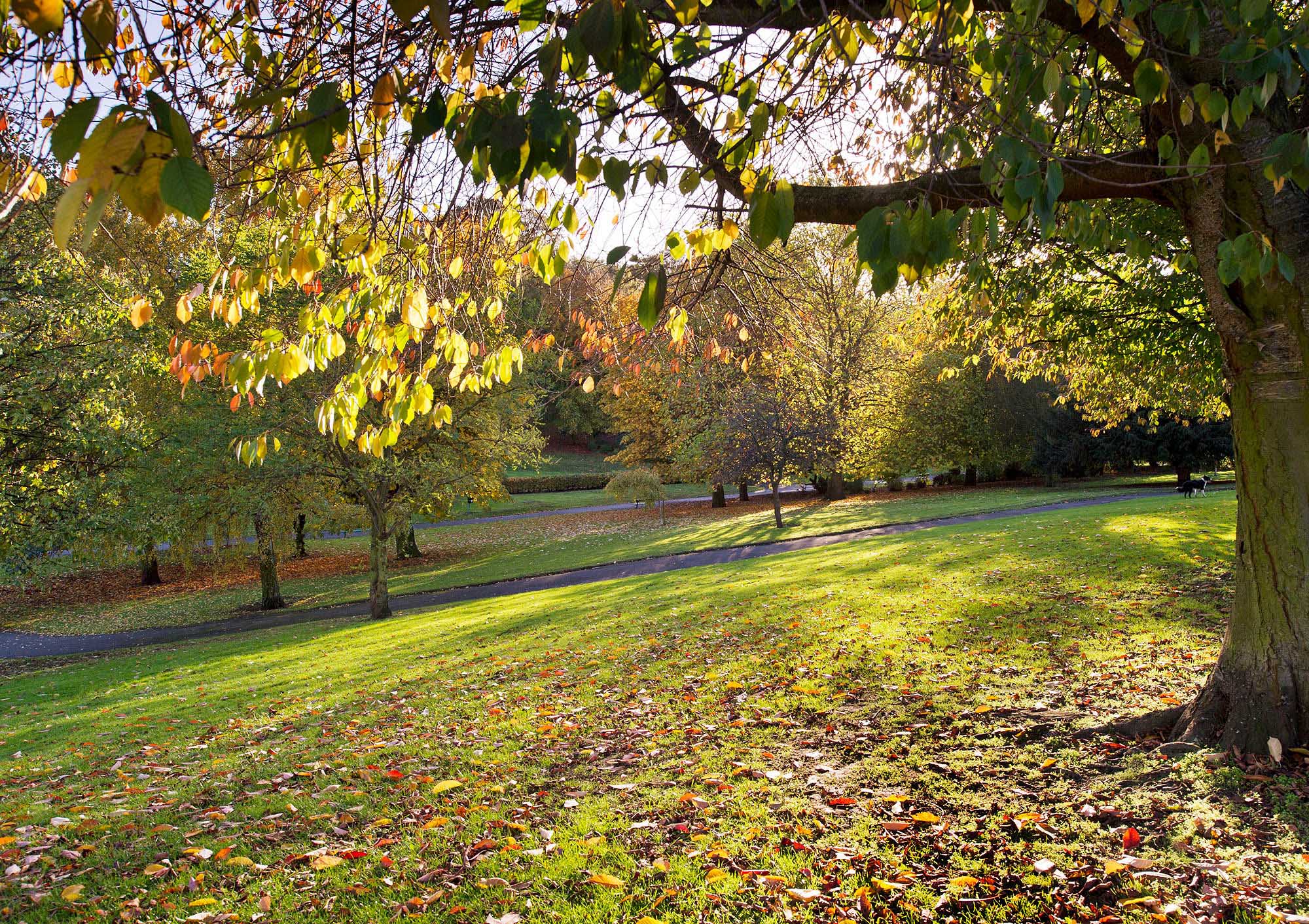 Valleywood Pontefract, tree in foreground with grass sloping away into the background