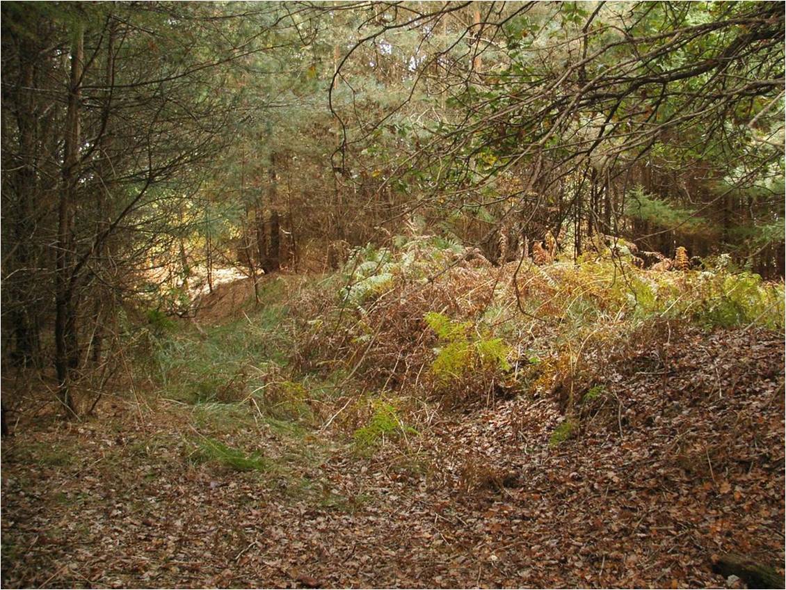 Thetford Forest woodland shown with ferns and trees