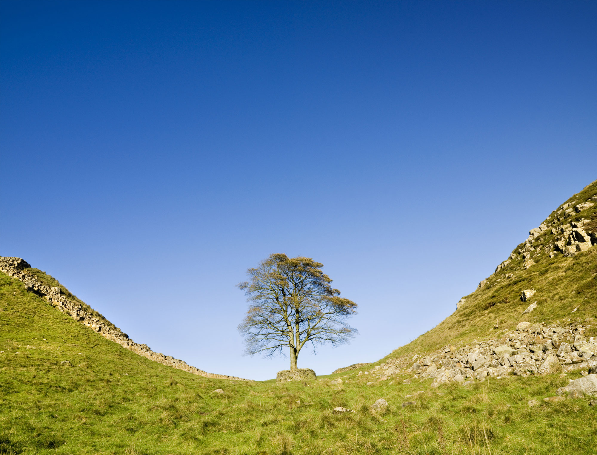 A sycamore tree in a dip in the landscape, with fields in the foreground and an old stone wall and blue sky in the background.