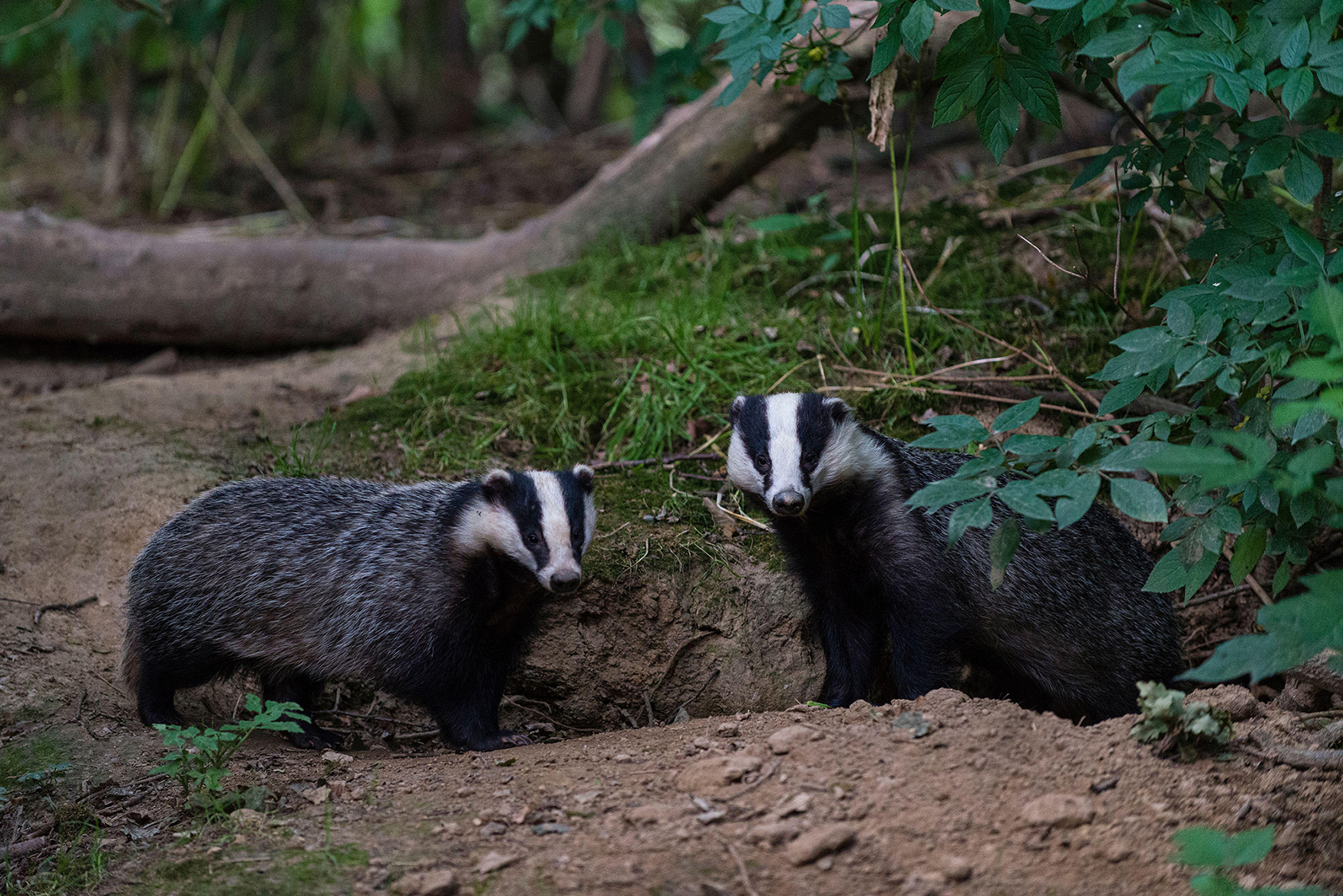 Two badgers.