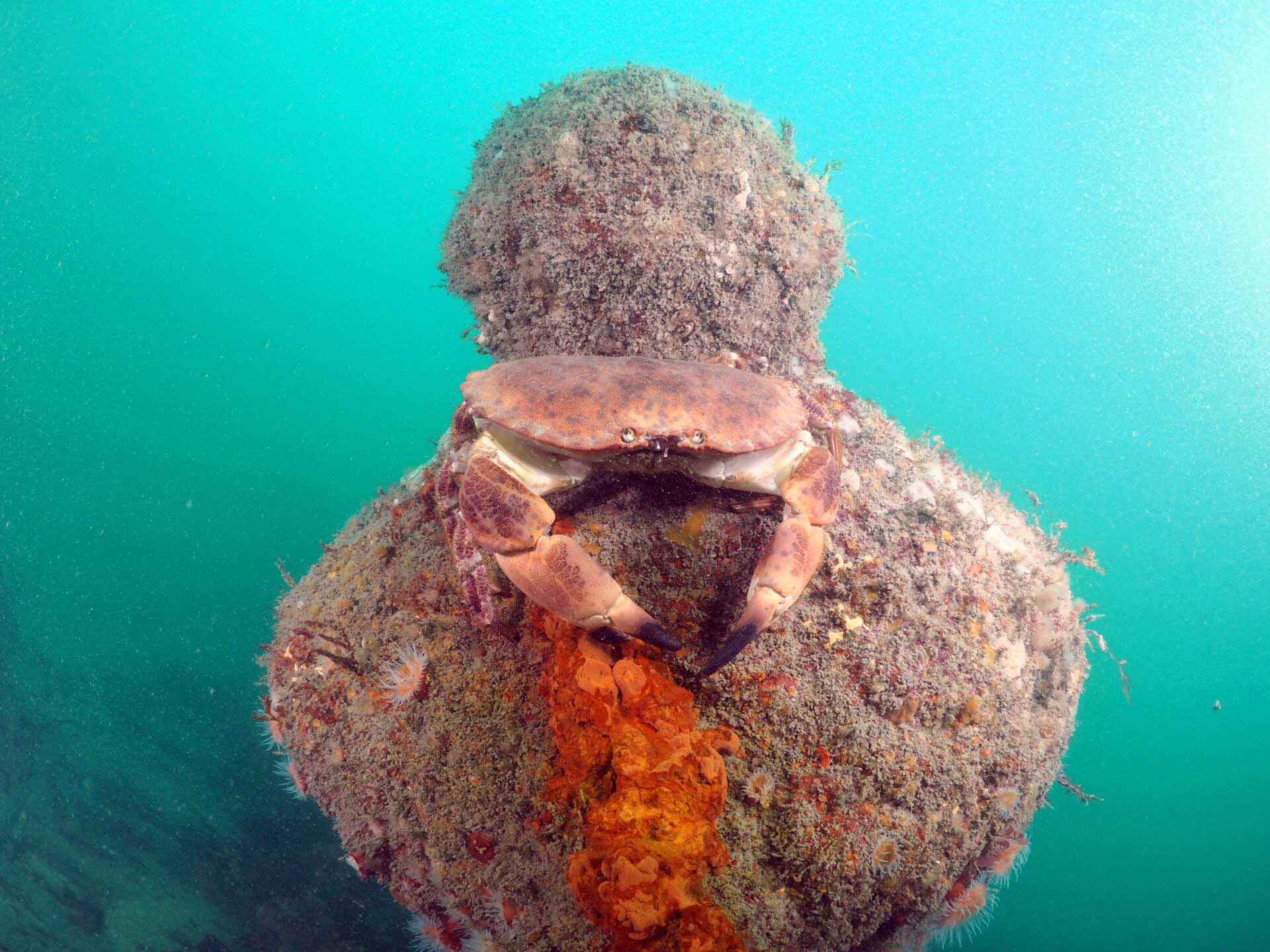 Crab on a cannon underwater.