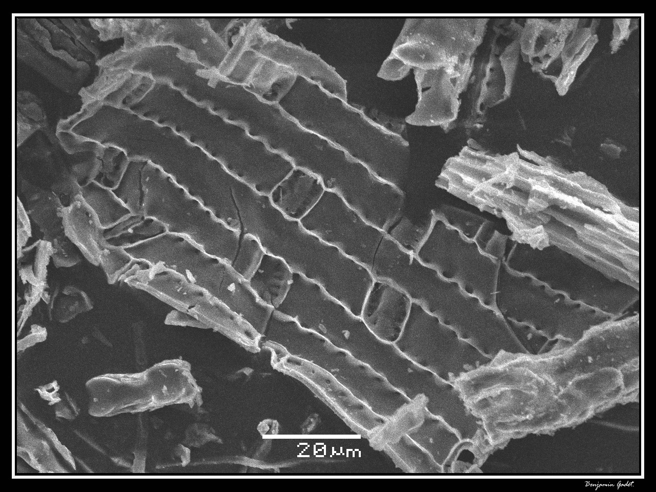 A microscope image of tiny plant remains.