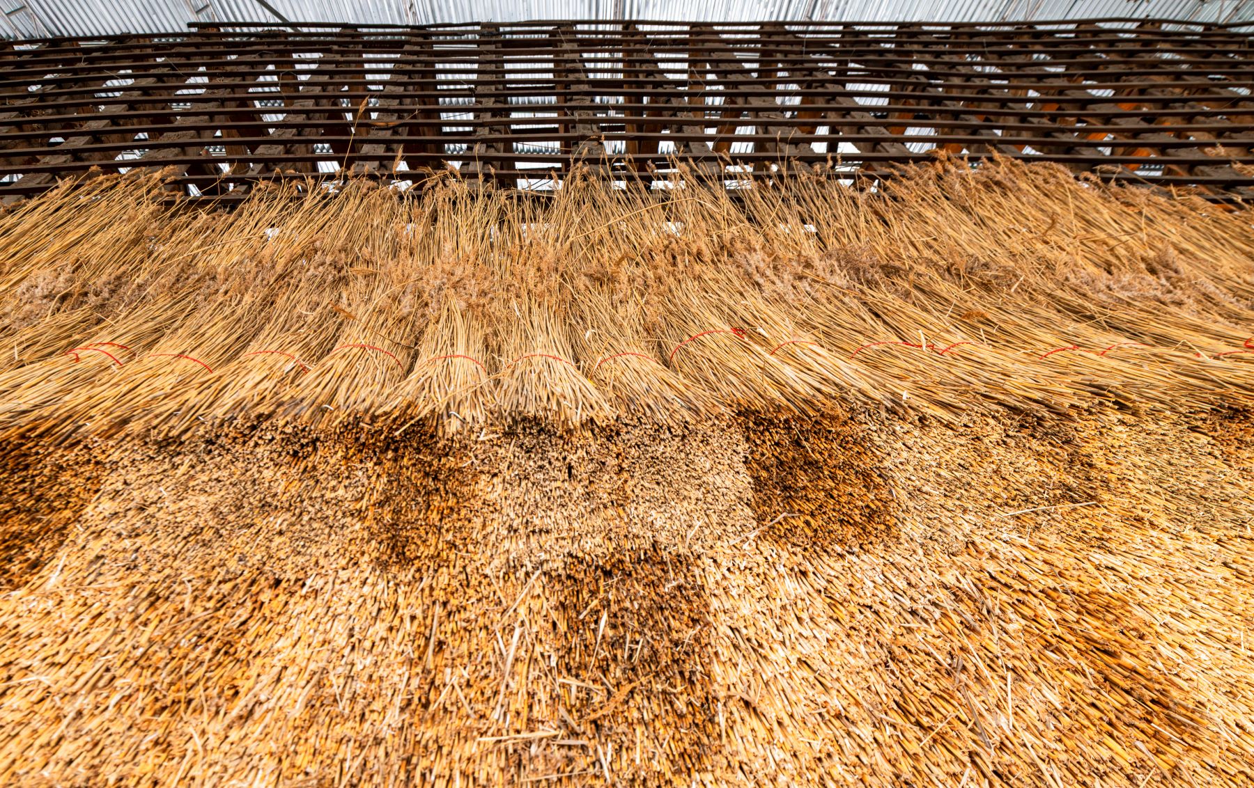 Water reed thatched roof