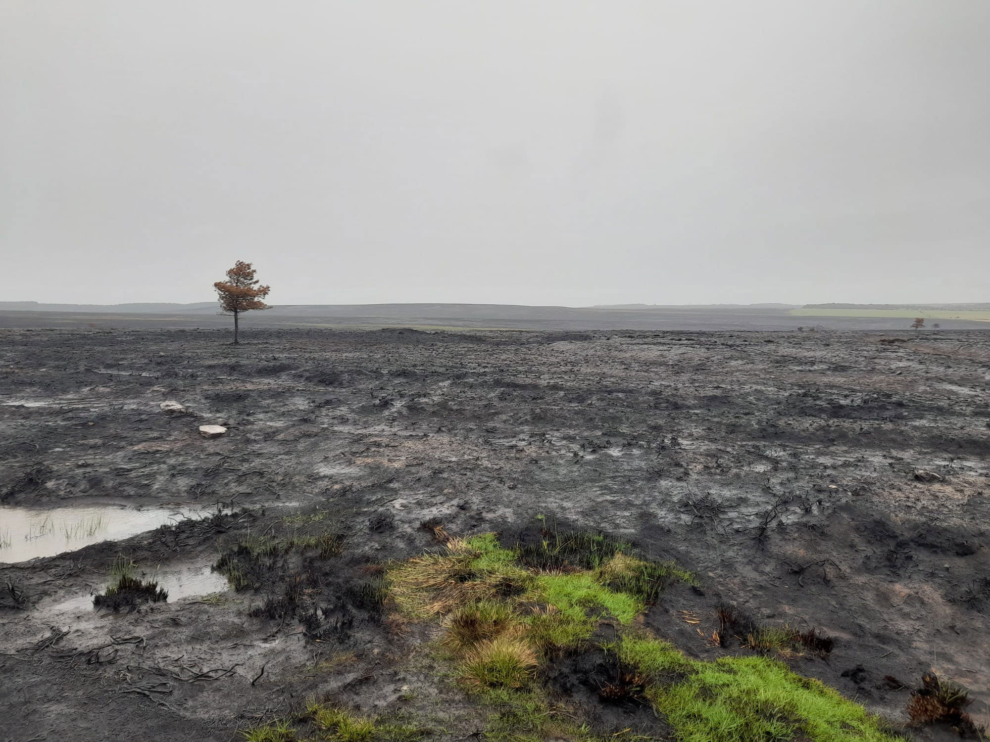 A view of a burnt moorlands landscape.